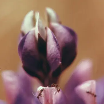 Close-up of outdoor plant life, representing nature observation during a trackable journey.
