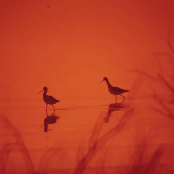 Bird silhouettes near water, representing outdoor places a trackable might visit.
